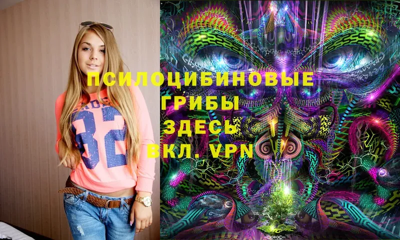 Псилоцибиновые грибы Psilocybe  Краснообск 